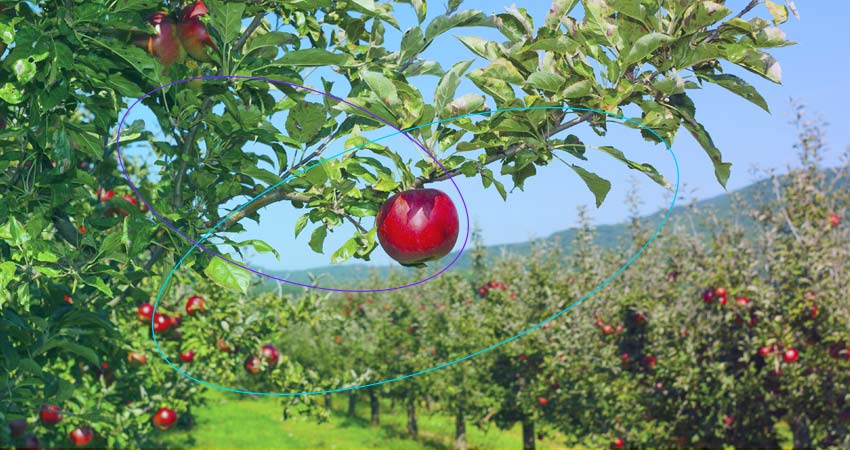 apple tree, weather tracking